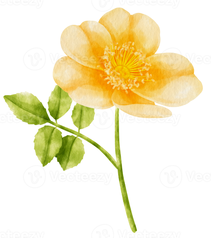 Yellow rose flowers watercolor illustration png