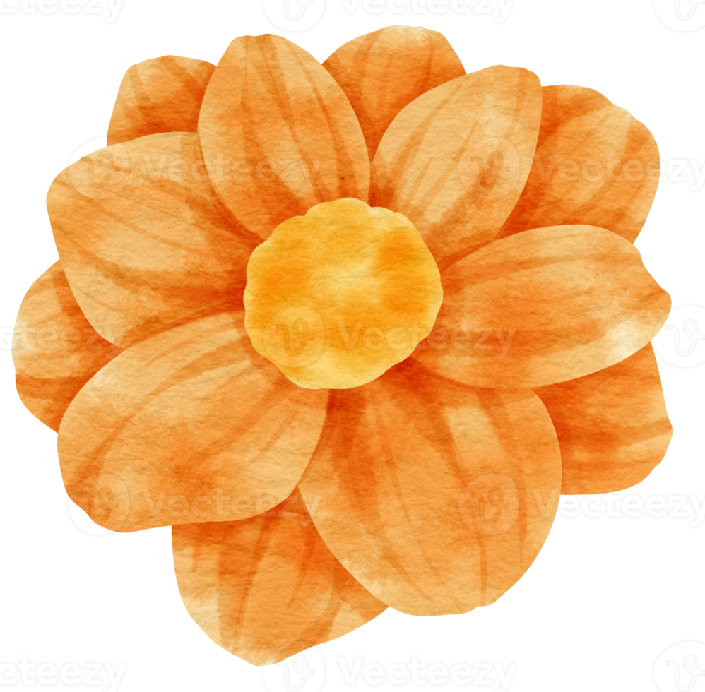 Orange flower watercolor painted for Decorative Element png