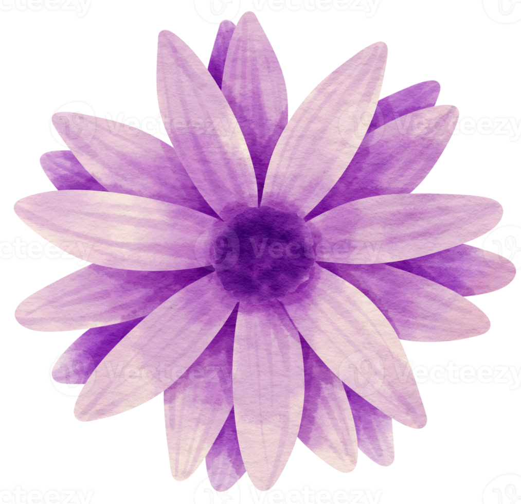 Purple flower watercolor painted for Decorative Element png