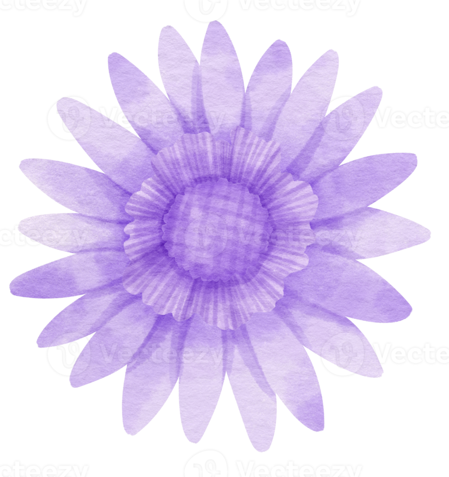 Purple flower watercolor painted for Decorative Element png