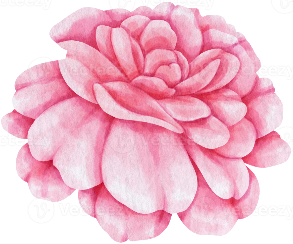 Pink rose flower watercolor style for Decorative Element png