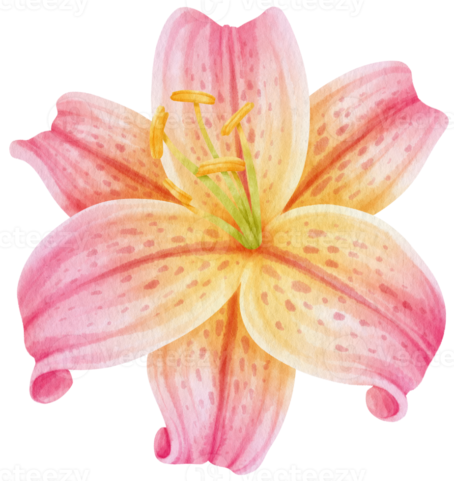 beautiful pink lily flowers watercolor illustration png