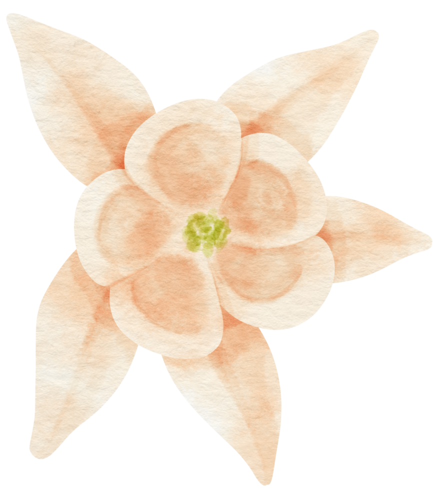fiore bianco dipinto ad acquerello per elemento decorativo png