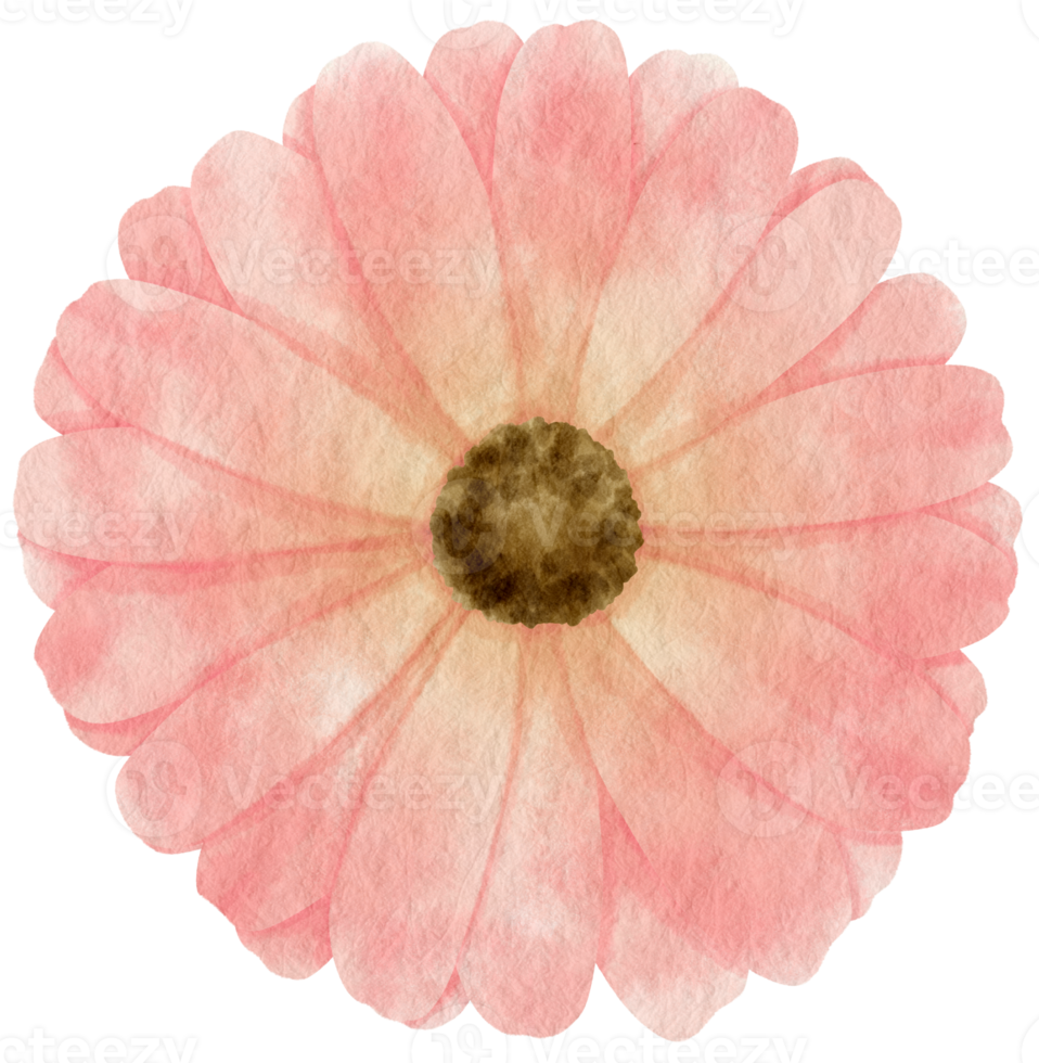 Pink flower watercolor painted for Decorative Element png