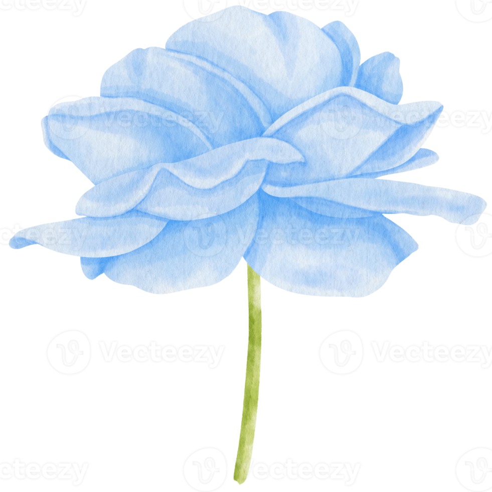 rose blue flowers watercolor illustration png