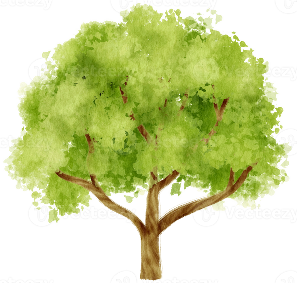 Tree watercolor illustration for Decorative Element png