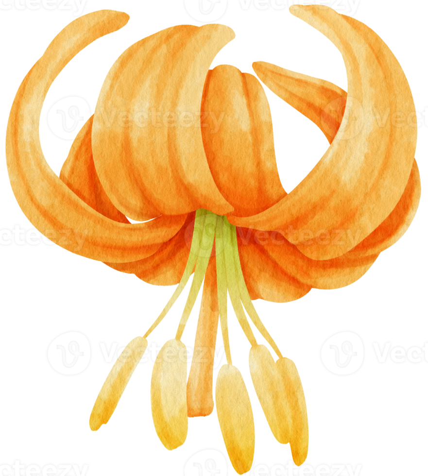 vackra lilja blommor akvarell illustration png