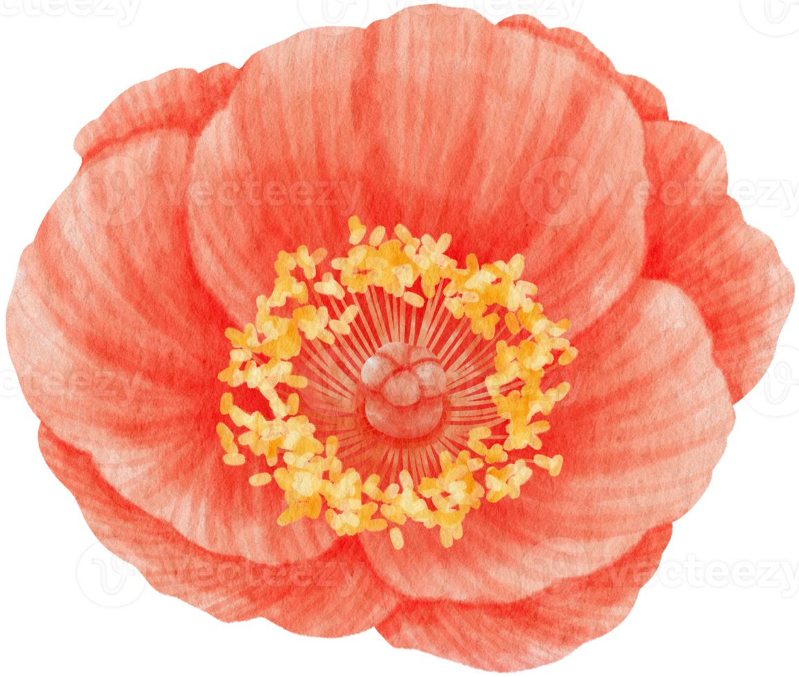 Red poppy flowers watercolor illustration png