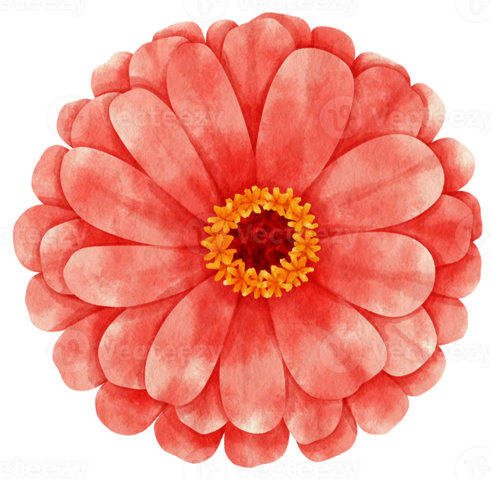 Red flower watercolor painted for Decorative Element png