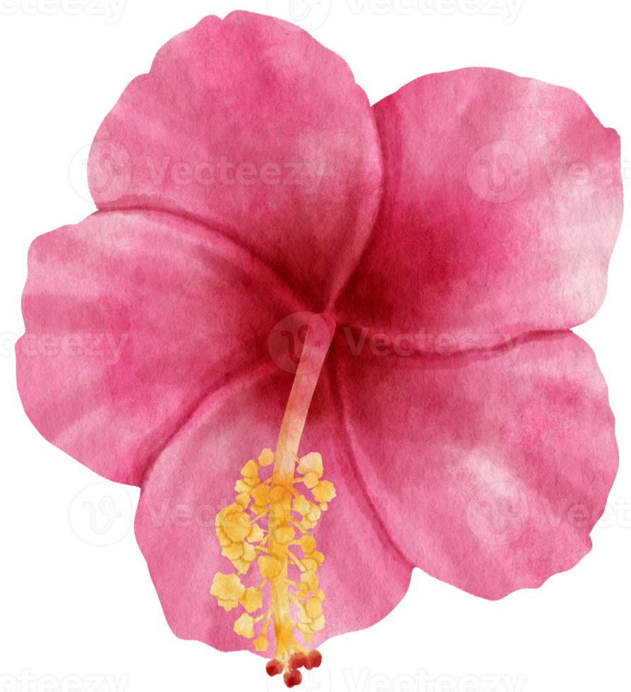 Pink hibiscus flower watercolor style for Decorative Element png