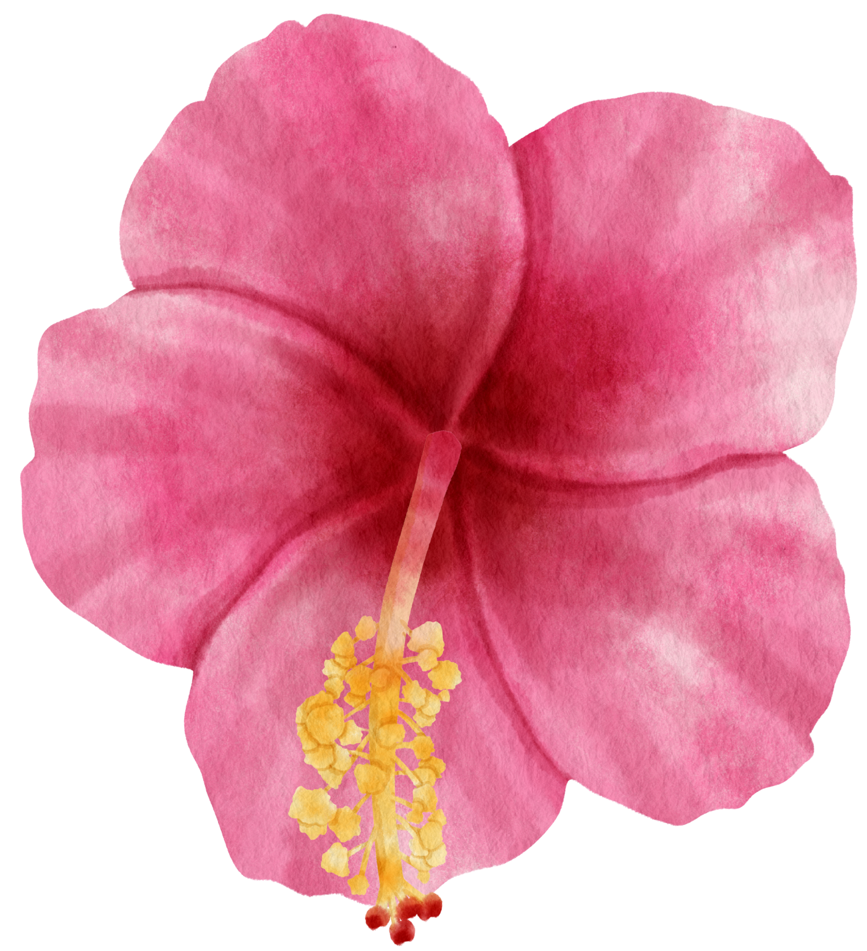 Flor Em Aquarela Hibicus PNG , Aquarela, Mão, Empate PNG Imagem para  download gratuito