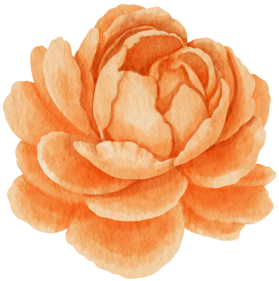 orange blumenaquarellart für dekoratives element png