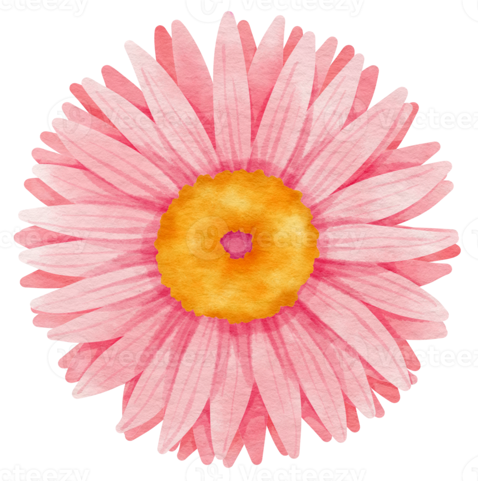 Pink flower watercolor painted for Decorative Element png