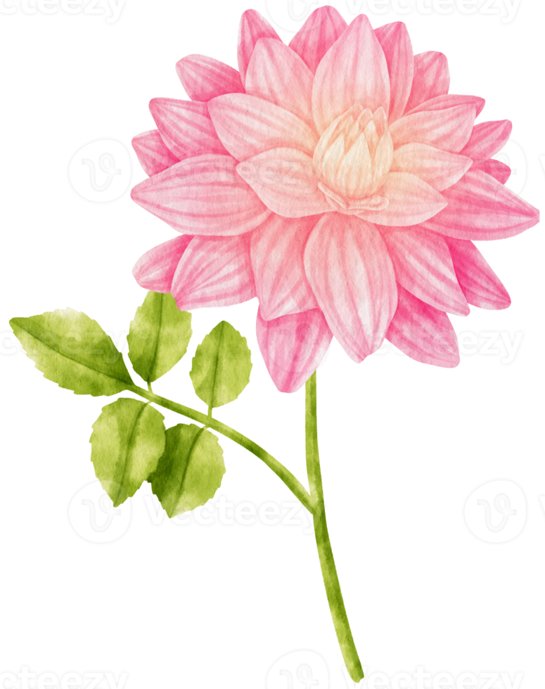 Free ilustración de acuarela de flores de dalia rosa 9786972 PNG with  Transparent Background