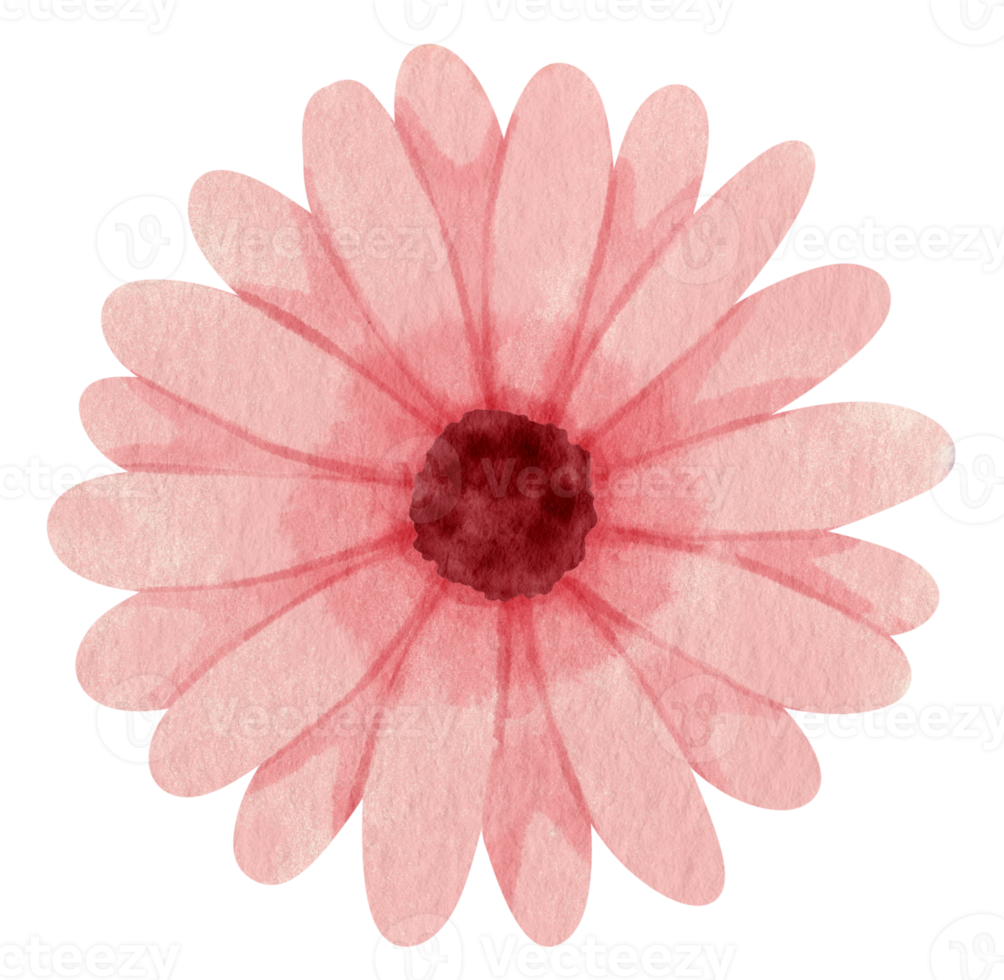 Pink flower watercolor painted for Decorative Element png