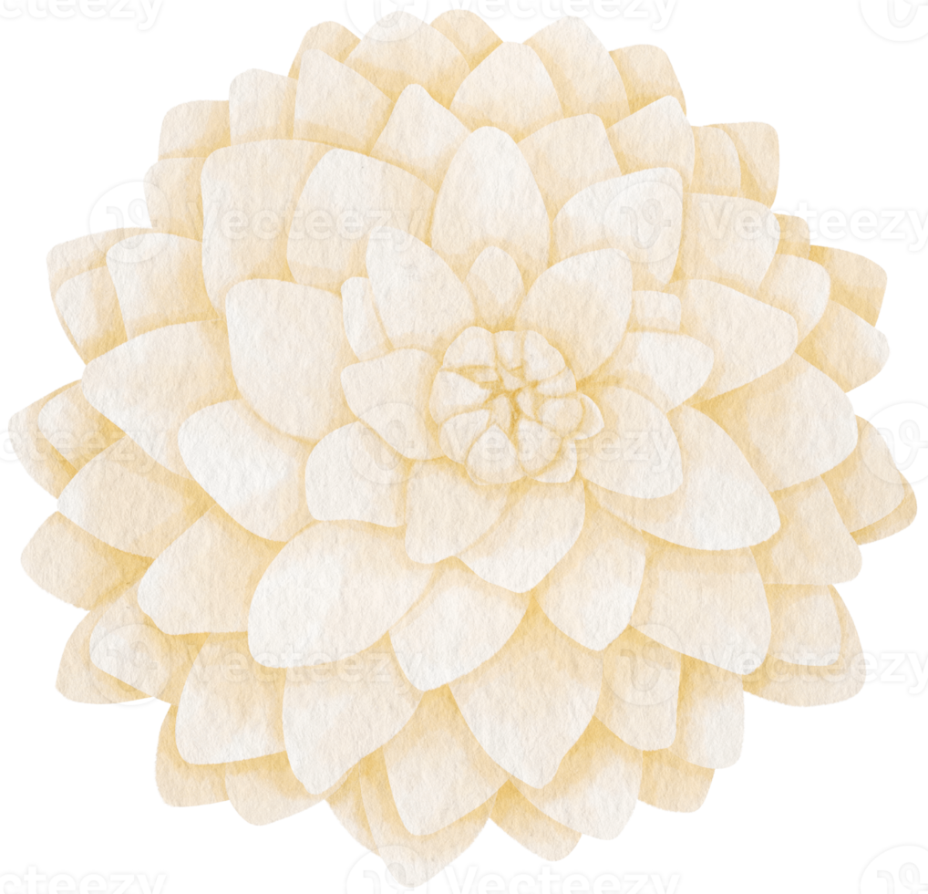 illustration aquarelle de fleurs de dahlia blanc png