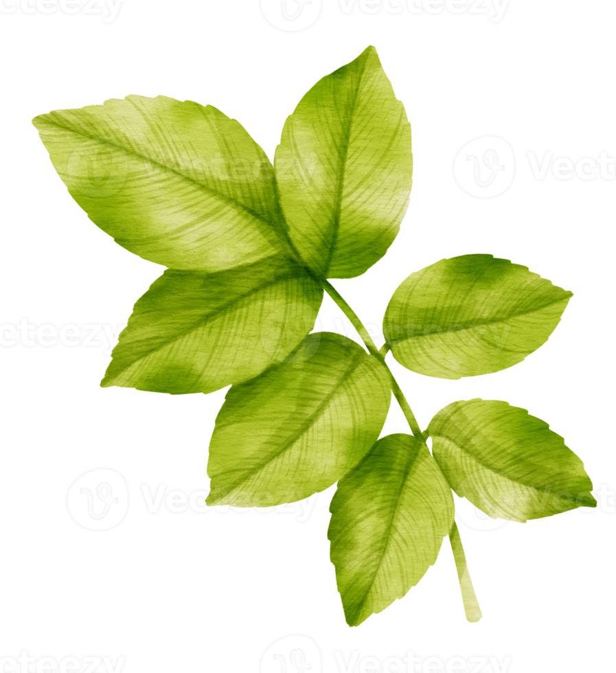 Branch of Green Leaf watercolor style for Decorative Element png