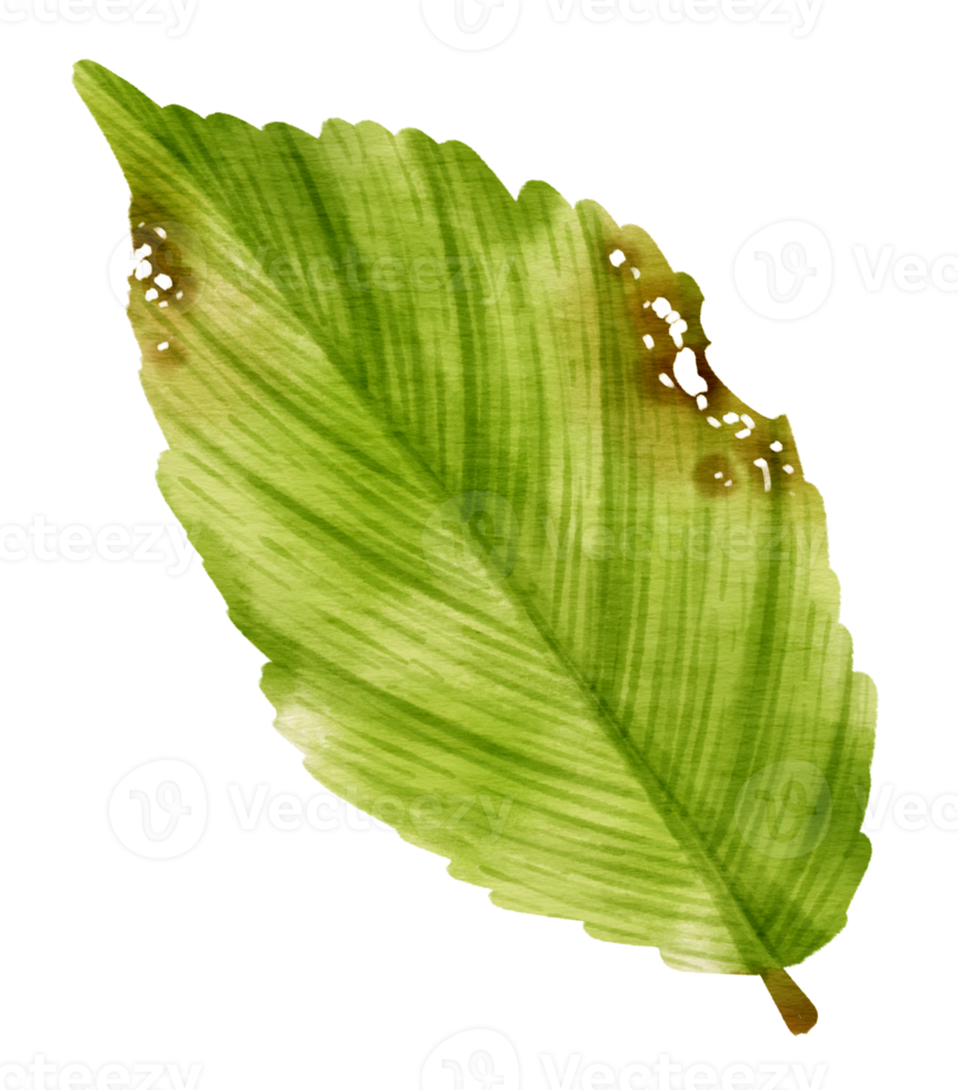 Tropical Green Leaf  watercolor style for Decorative Element png