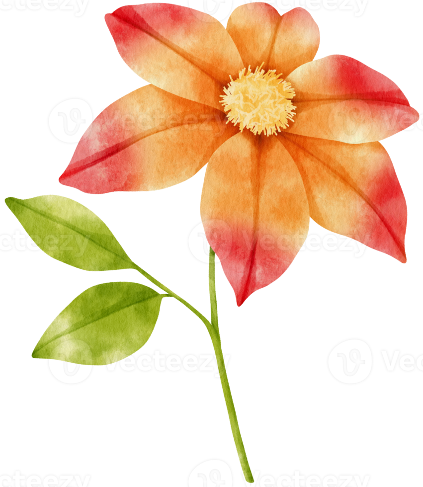 orange clematis blüht aquarellillustration png
