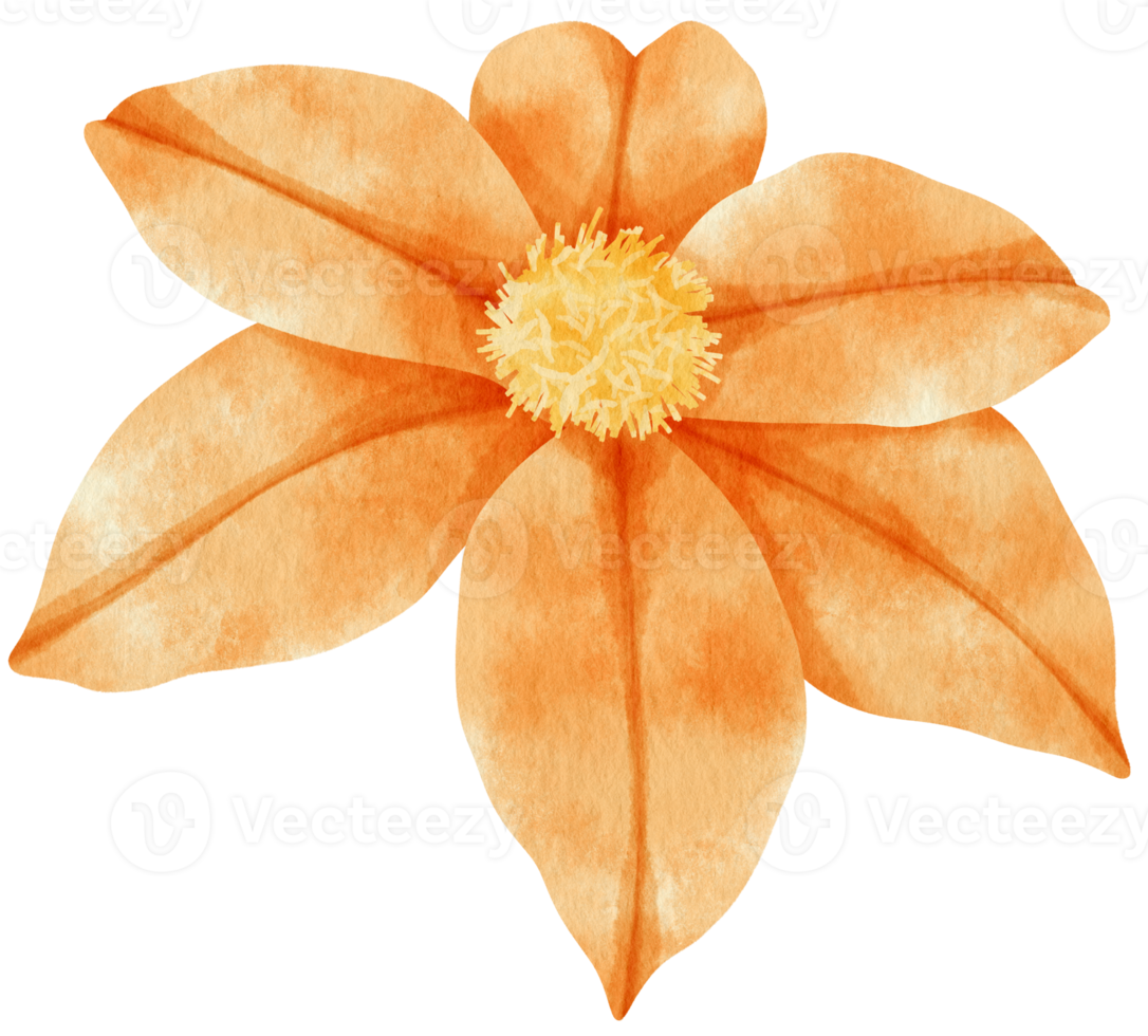 ilustración de acuarela de flores de clemátide naranja png