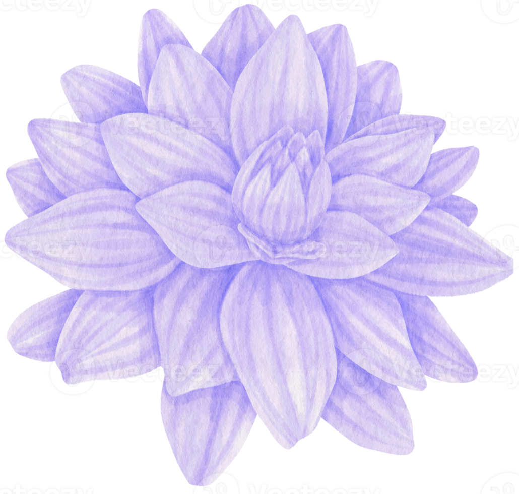 Purple dahlia flowers watercolor illustration png
