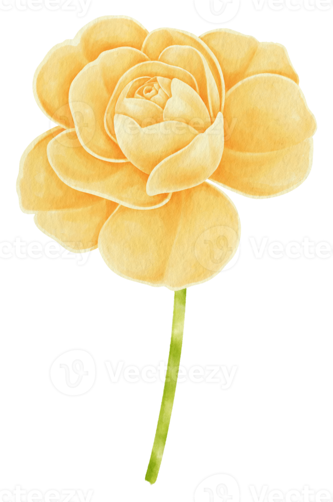 gele roos bloemen aquarel illustratie png