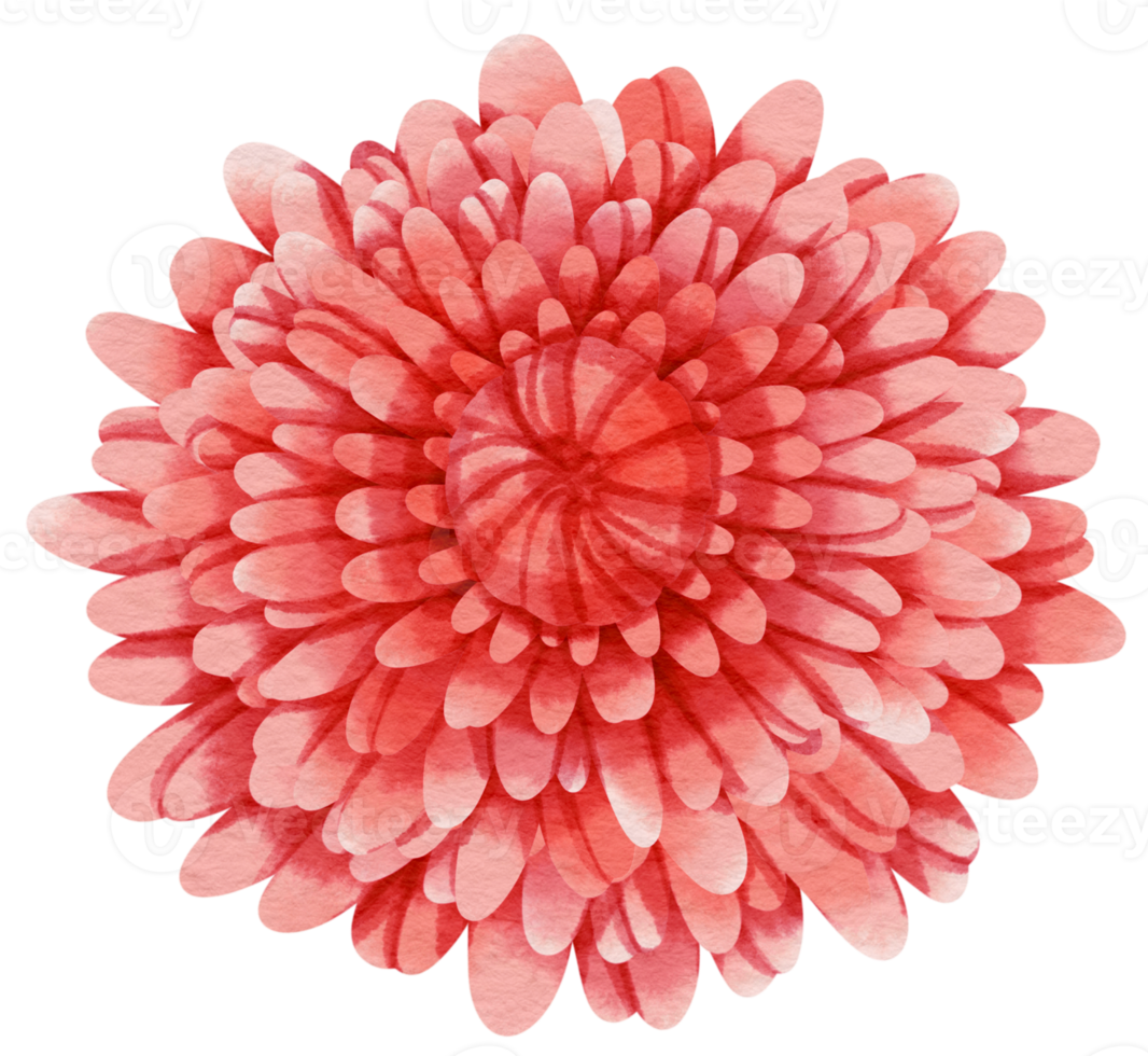 Red flower watercolor painted for Decorative Element png