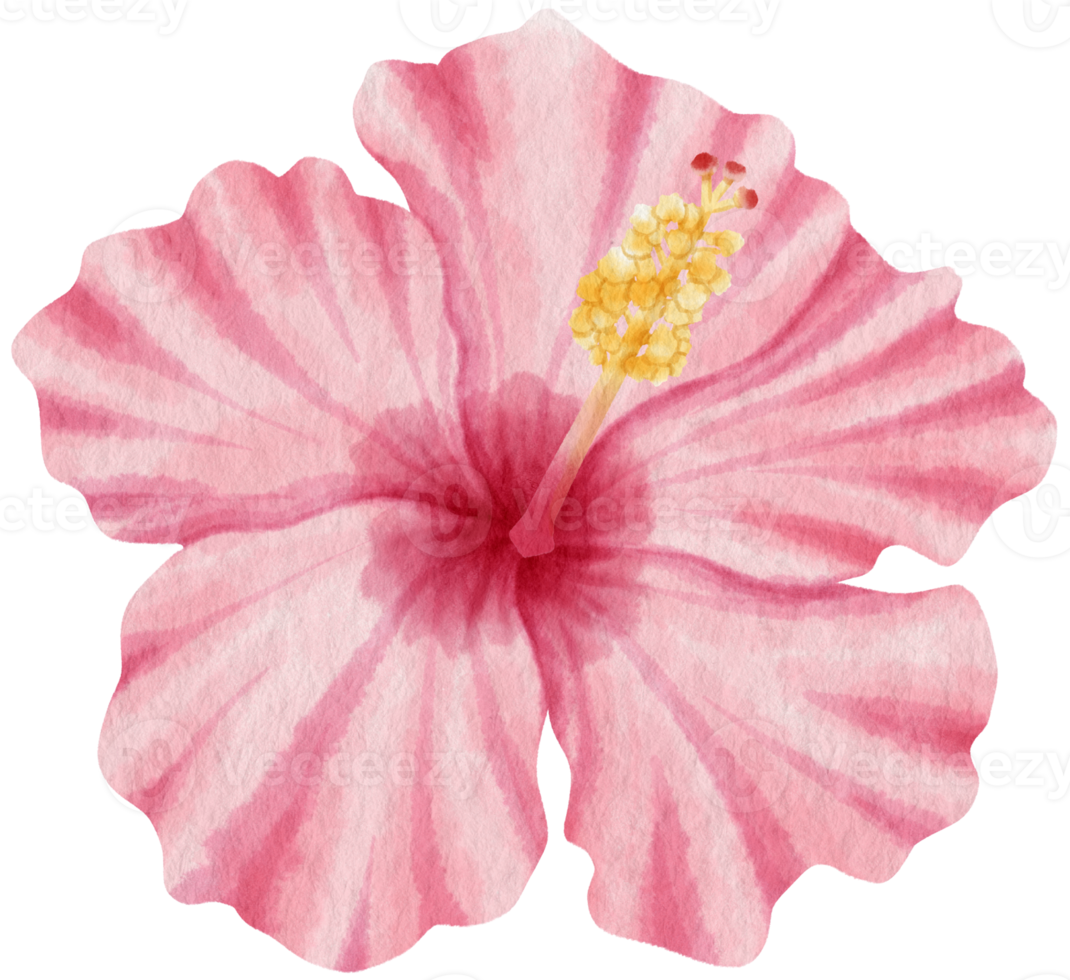 Pink hibiscus flower watercolor style for Decorative Element png