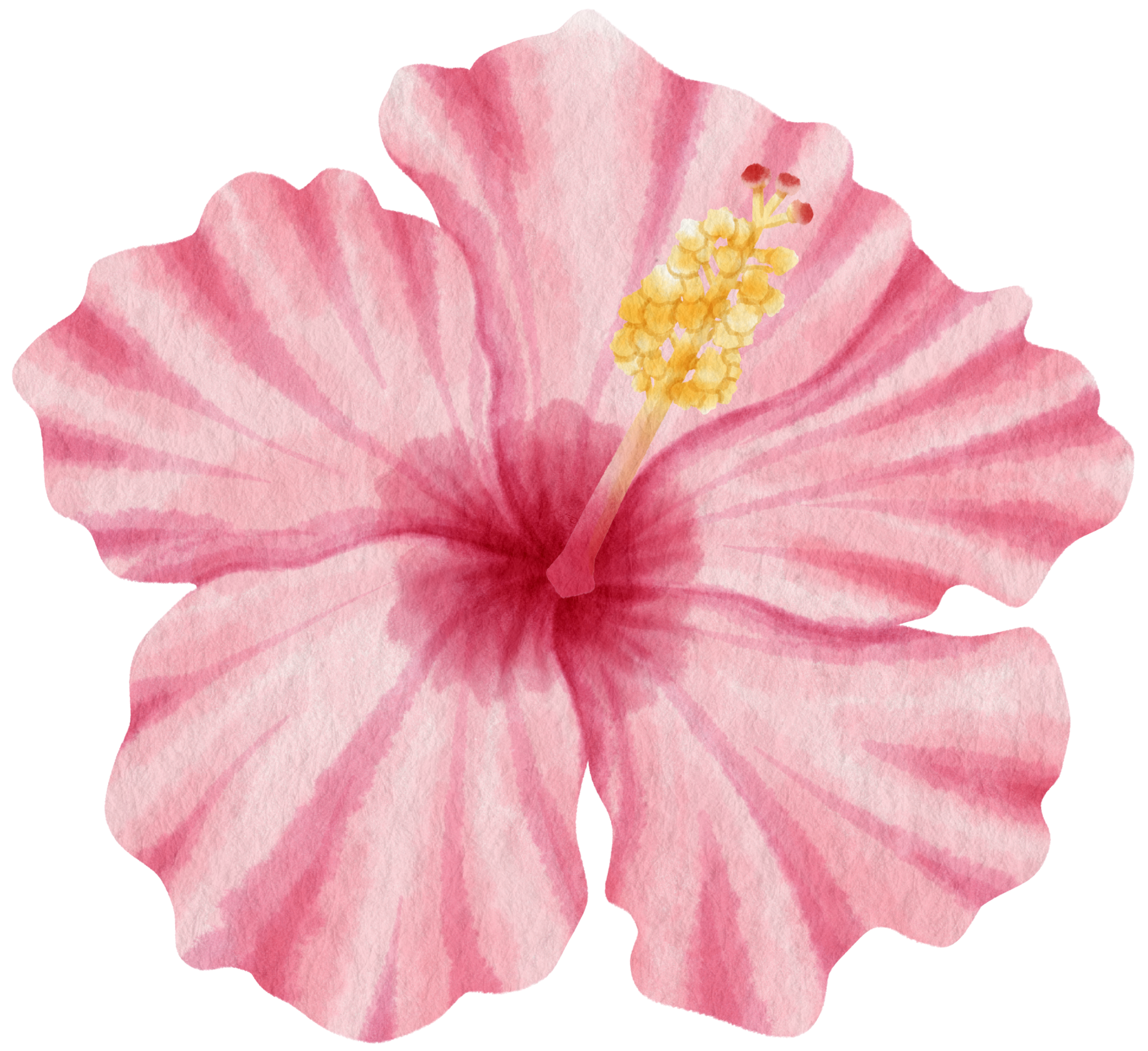 Flor Em Aquarela Hibicus PNG , Aquarela, Mão, Empate PNG Imagem para  download gratuito