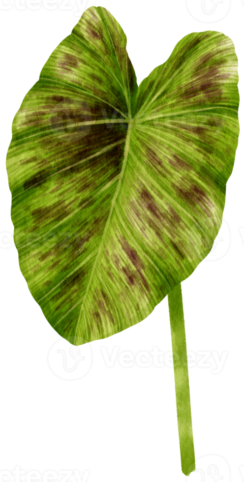illustration aquarelle de feuilles tropicales colocasia png