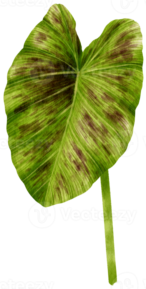 Colocasia tropical leaf watercolor illustration png