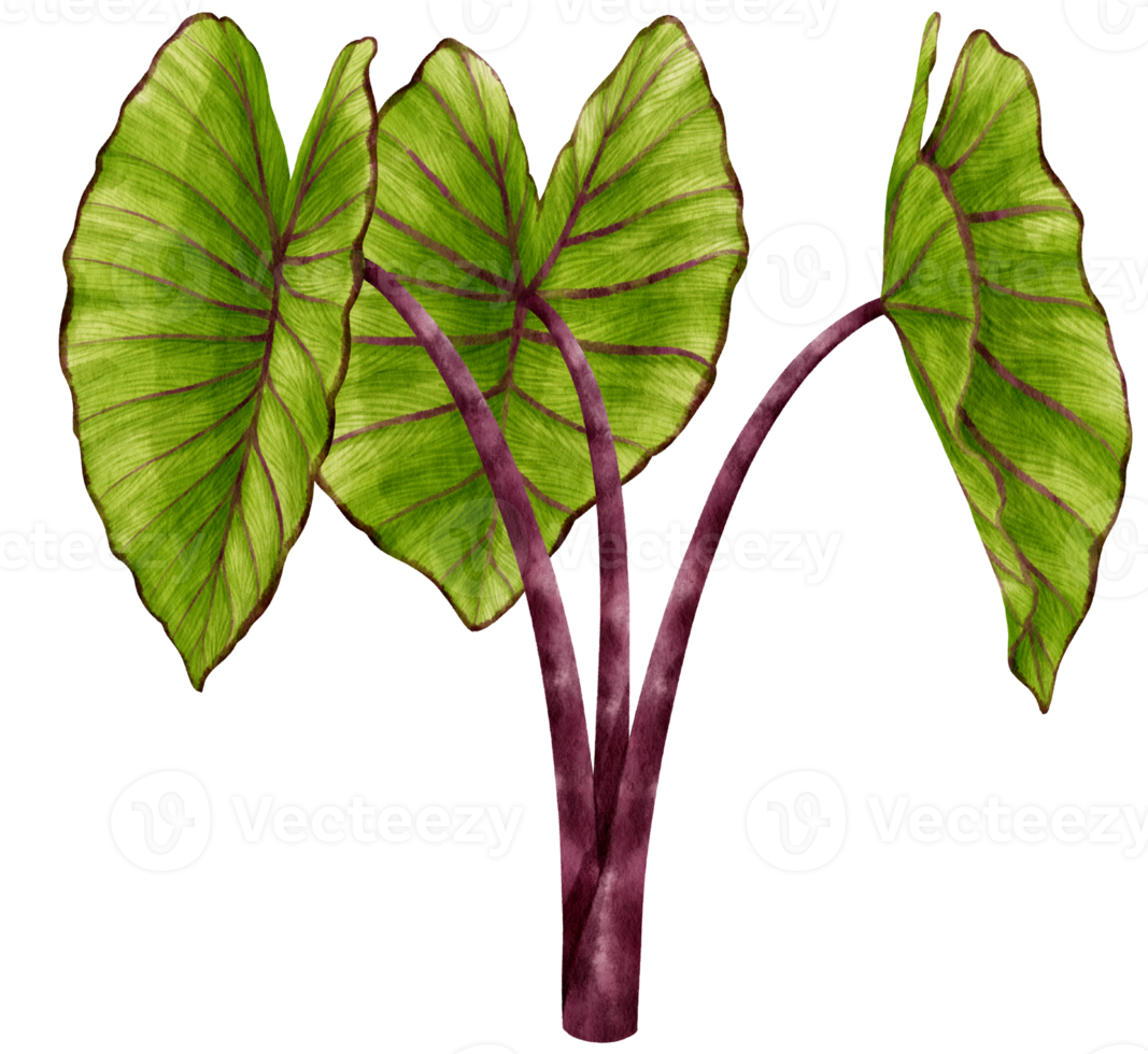 Colocasia tropical plant watercolor illustration png