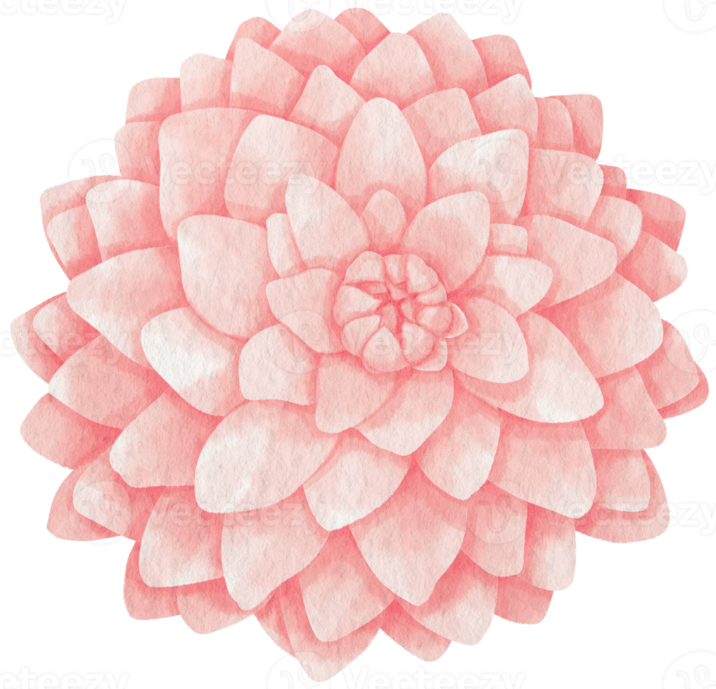 Pink dahlia flower watercolor style for Decorative Element png