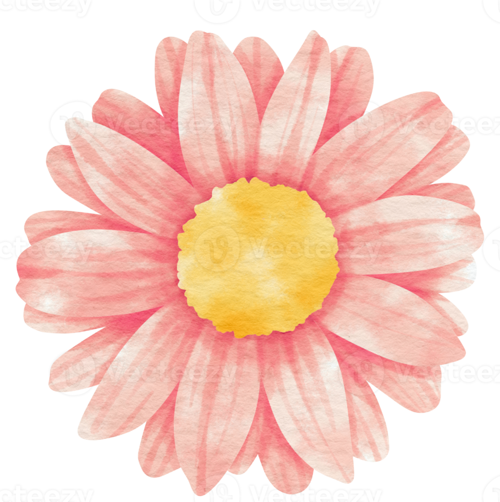 Pink flower watercolor painted for Decorative Element png