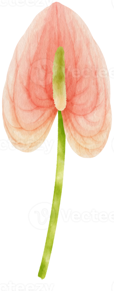 Pink anthurium flowers watercolor illustration png