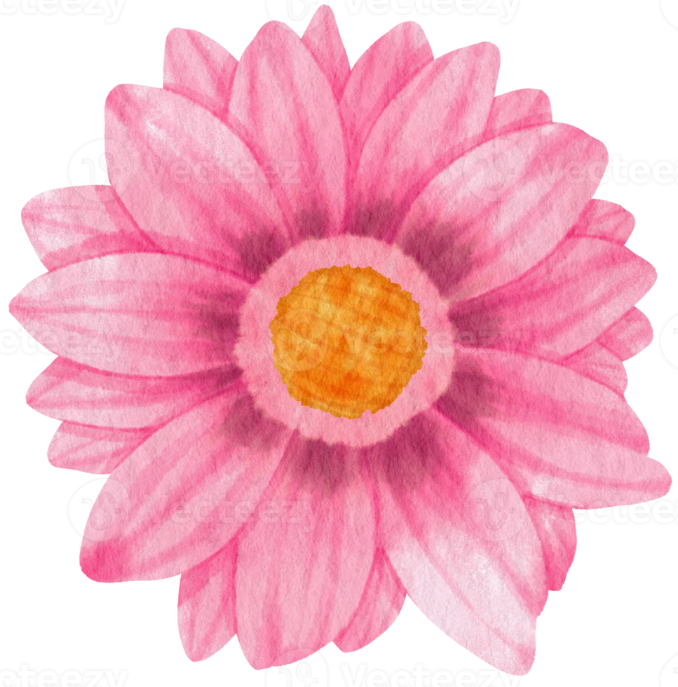 Pink gerbera flowers watercolor illustration png