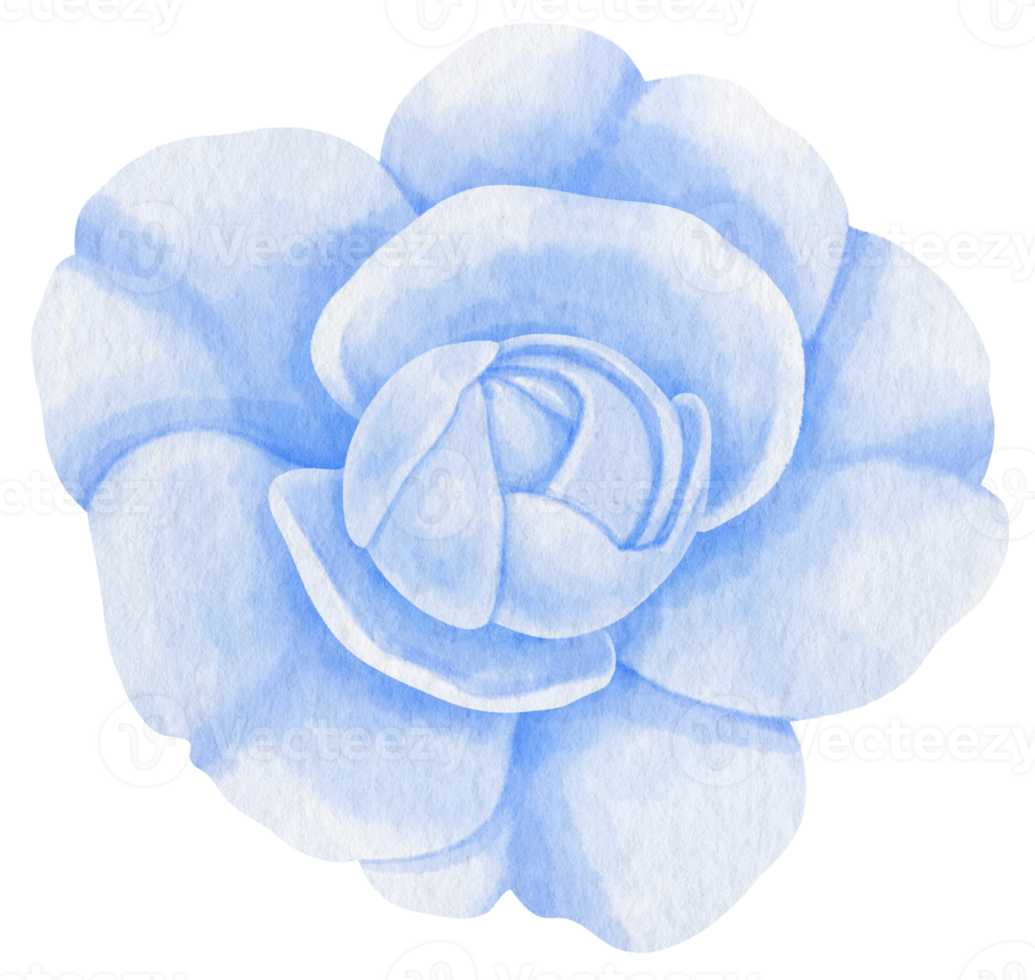 illustrazione dell'acquerello di fiori blu rosa png