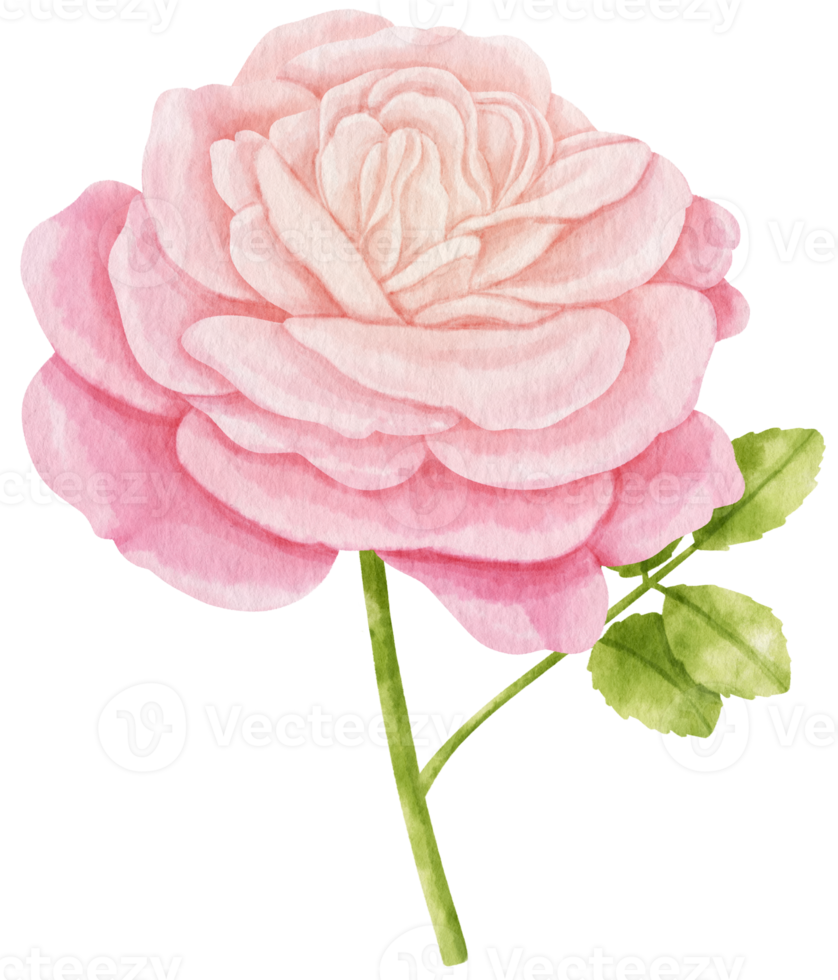 rosa rosa flores acuarela ilustración png