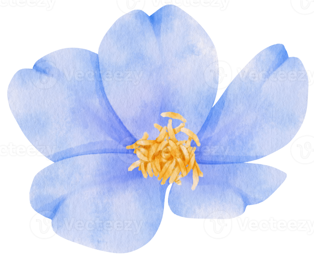 blue flowers watercolor illustration png