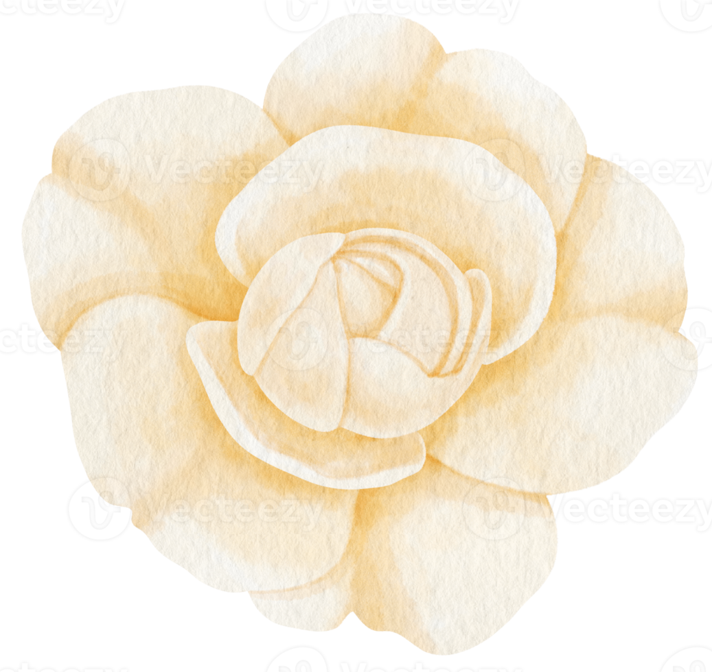 White rose flowers watercolor illustration png