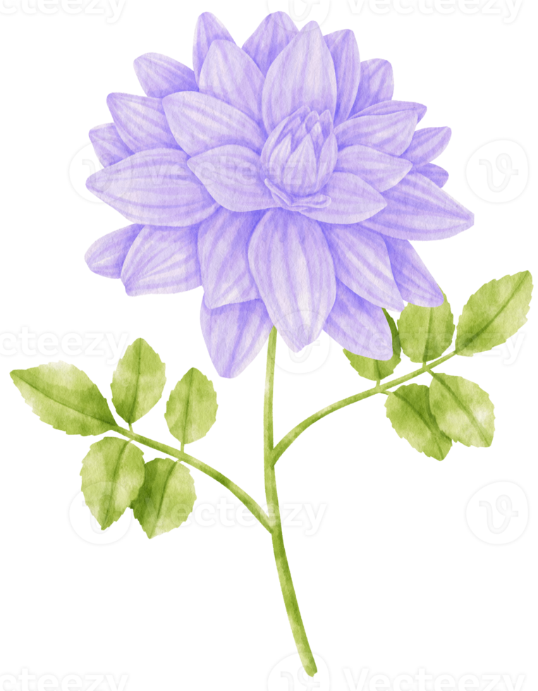 illustrazione dell'acquerello di fiori di dalia viola png