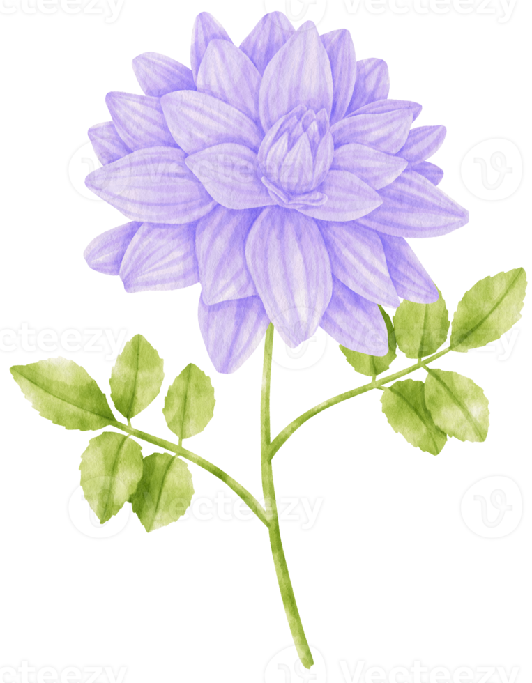 lila dahlia blommor akvarell illustration png