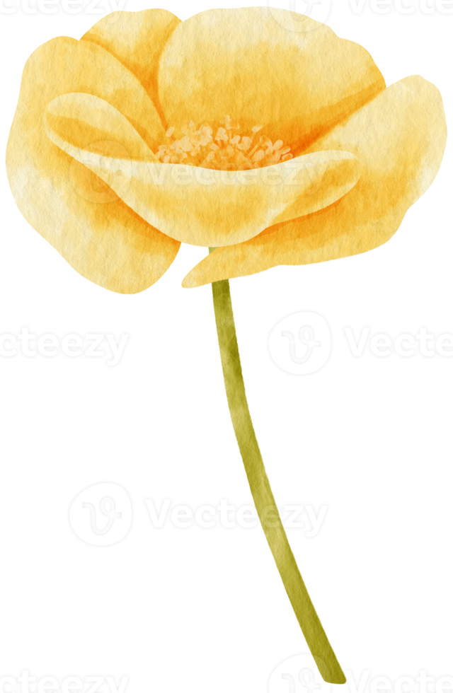 Yellow poppy flowers watercolor illustration png