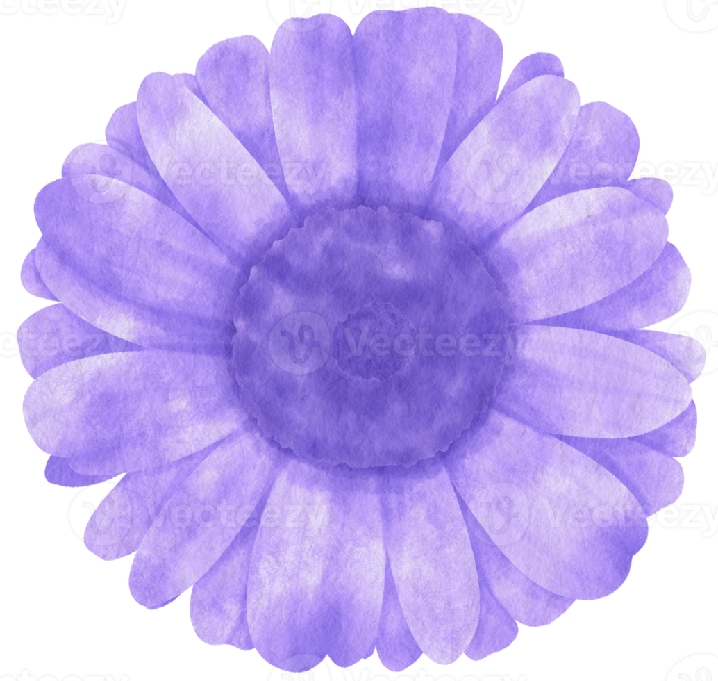 acuarela de flor morada pintada para elemento decorativo png