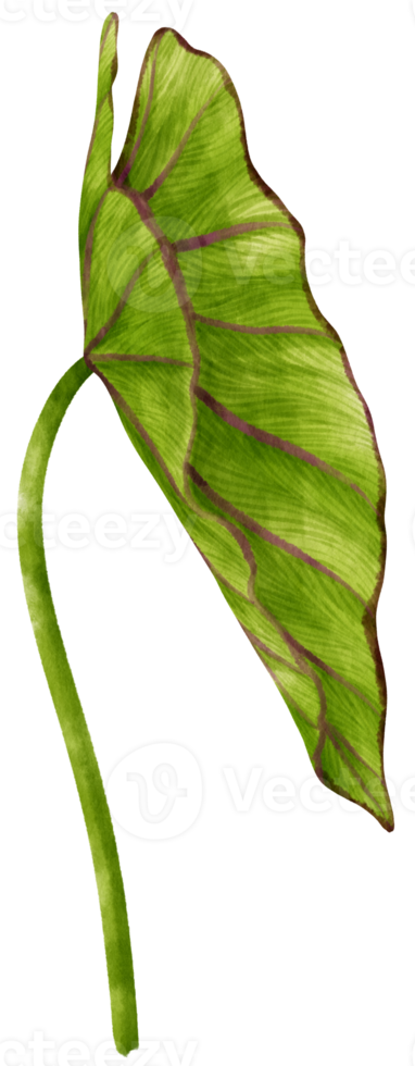 Colocasia tropical leaf watercolor illustration png