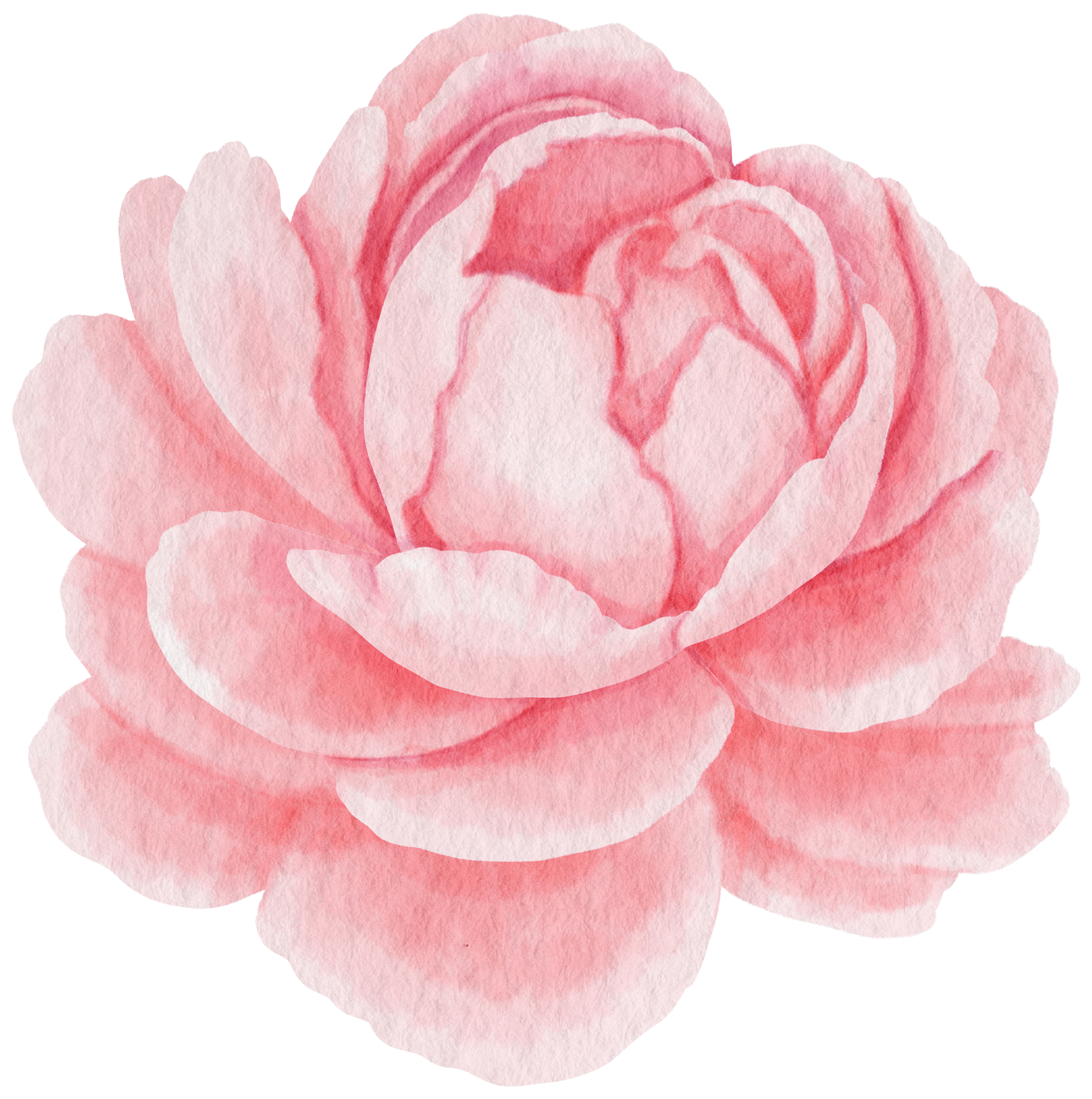Free Pink peony flower watercolor style for Decorative Element 9787256 PNG  with Transparent Background