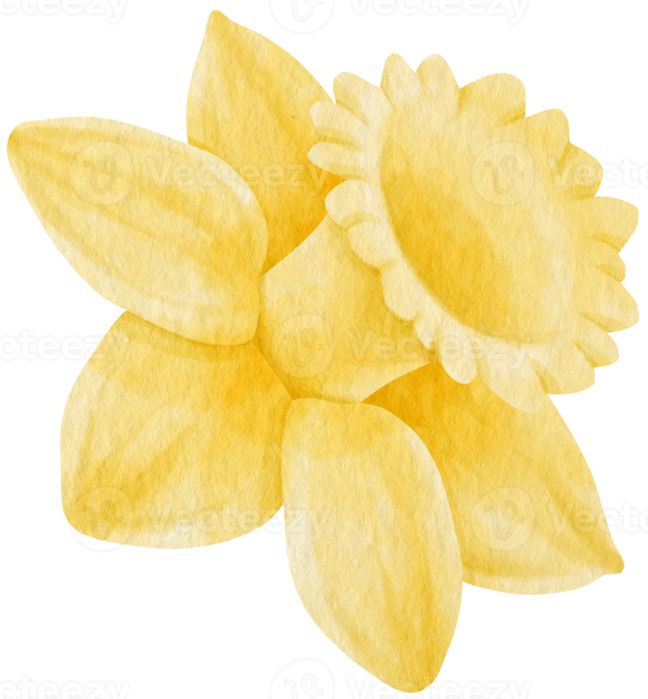 Yellow Daffodil flower watercolor style for Decorative Element png