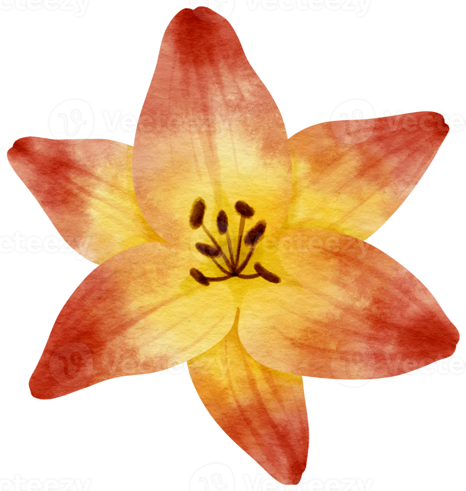 rode lelie bloem aquarel geschilderd voor decoratief element png