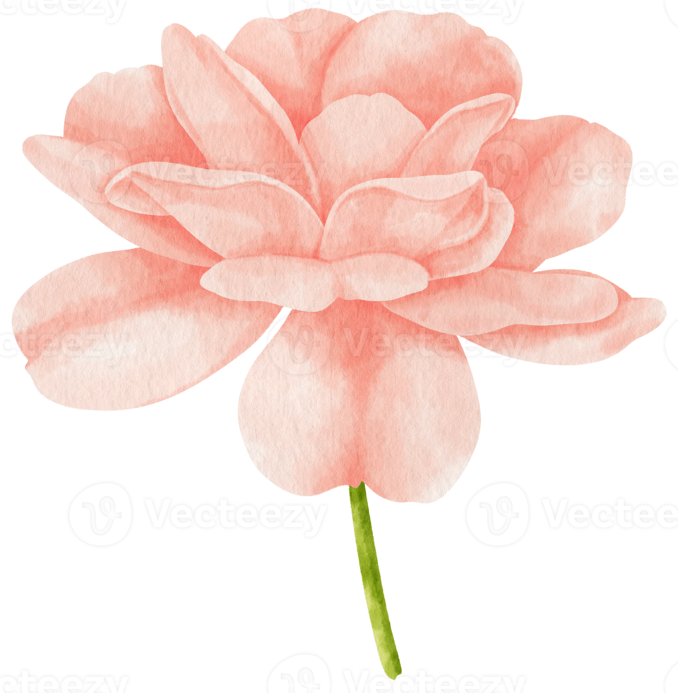 rosa ros blommor akvarell illustration png