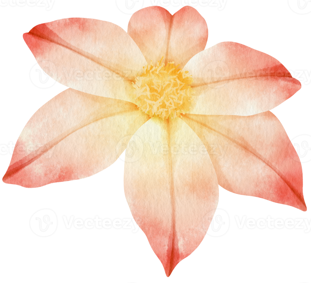 clematis blommor akvarell illustration png